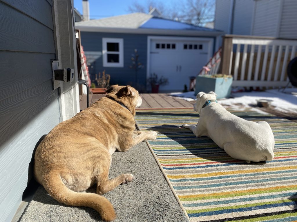 Two dogs sitting on a Chicago porch