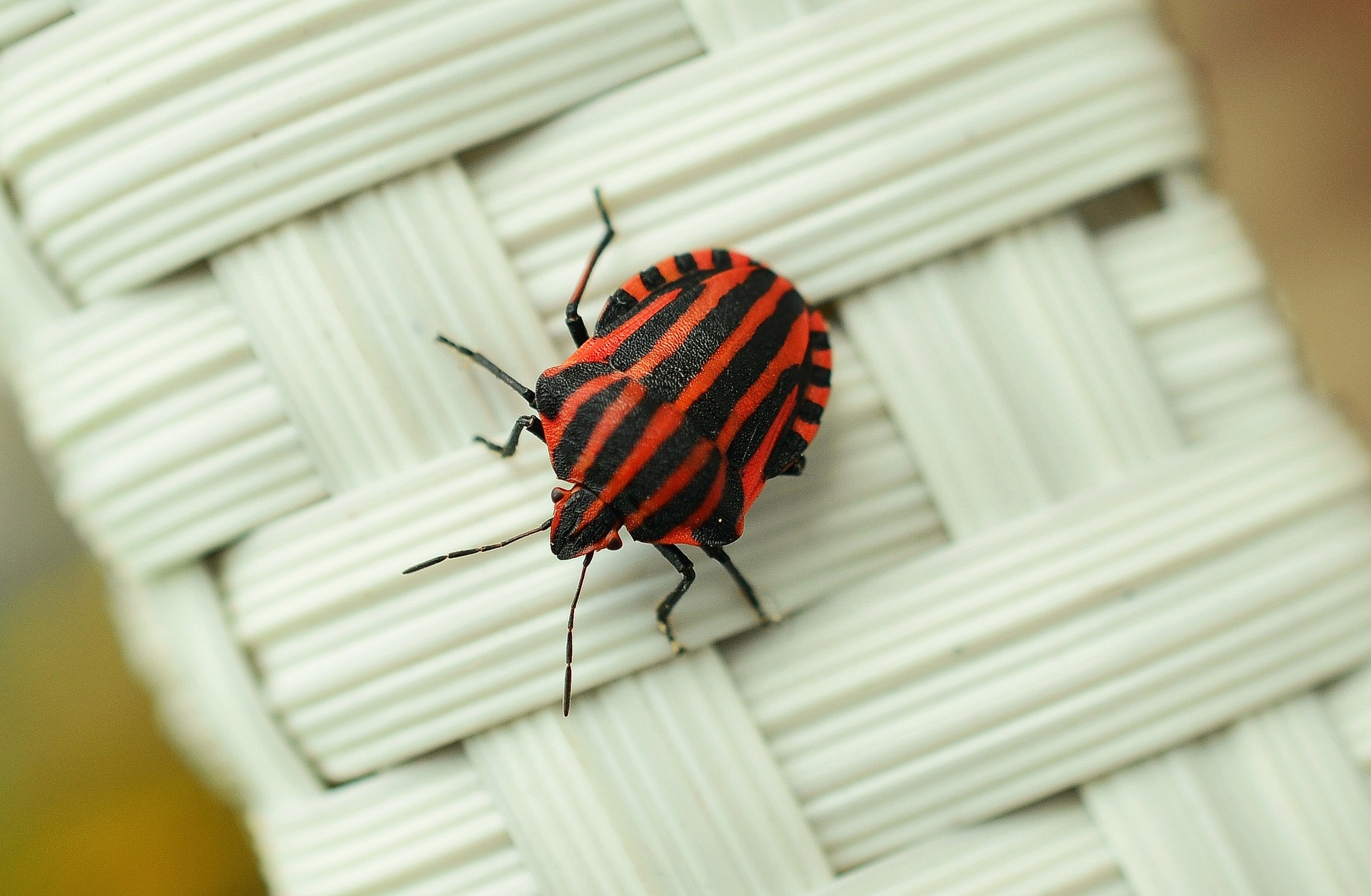 Image of a bug