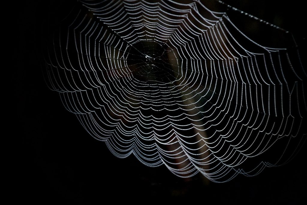 Image of a spider web on a dark surface