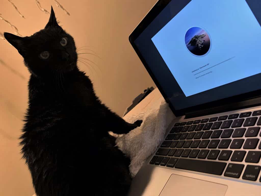 Cat sitting next to an updating Mac